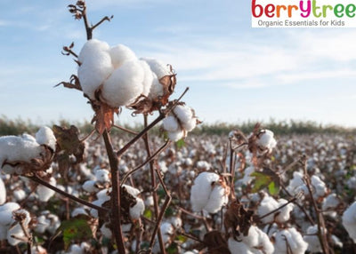 Organic Cotton Facts